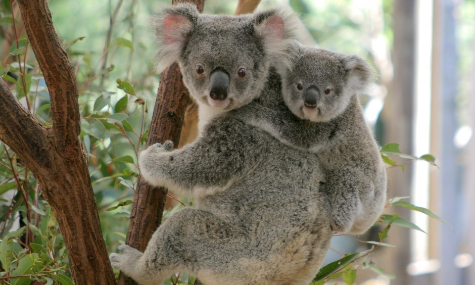 koala mother and joey